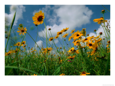 Wild Sunflowers In A Field by Joel Sartore Pricing Limited Edition Print image