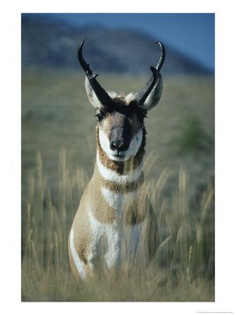 Close Portrait Of A Pronghorn by Michael S. Quinton Pricing Limited Edition Print image