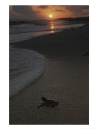 A Newly-Hatched Green Sea Turtle Makes Its Way To The Surf by Kenneth Garrett Pricing Limited Edition Print image