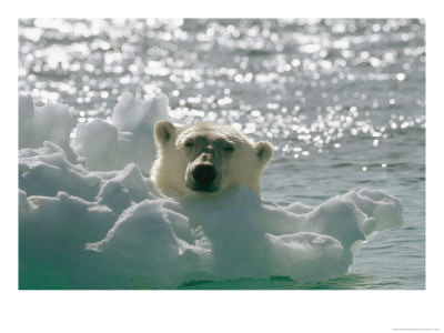 A Polar Bear In The Water Peers Up Over A Chunk Of Ice by Norbert Rosing Pricing Limited Edition Print image