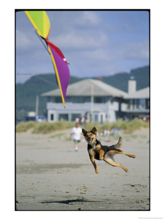 A German Shepherd Leaps For A Kite On The Beach At The Lincoln City Kite Festival by Phil Schermeister Pricing Limited Edition Print image