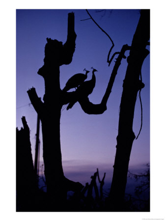 Peacocks Silhouetted In Remains Of Trees After Hurricane Andrew by Joel Sartore Pricing Limited Edition Print image