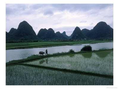 Man With Water Buffalo, Guangxi, China by Erwin Nielsen Pricing Limited Edition Print image