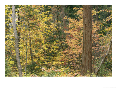 A Dogwood And A Bigleaf Maple Tree by Marc Moritsch Pricing Limited Edition Print image