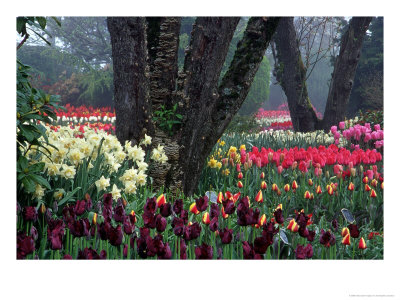 Tulips In Display Garden, Mt. Vernon, Laconner, Wa by Christopher Jacobson Pricing Limited Edition Print image