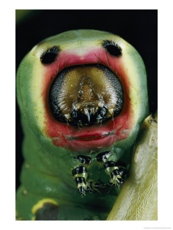 Close View Of A Puss Moth Caterpillar by Darlyne A. Murawski Pricing Limited Edition Print image