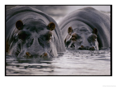 Two Hippopotamuses With Their Faces Half Submerged In The Water by George F. Mobley Pricing Limited Edition Print image