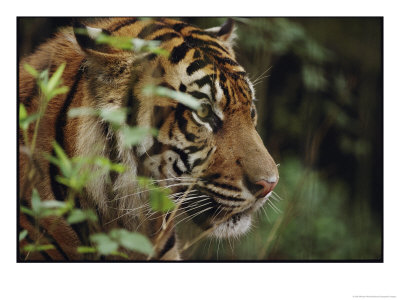 A Sumatran Tiger In The Asian Domain Exhibit by Michael Nichols Pricing Limited Edition Print image