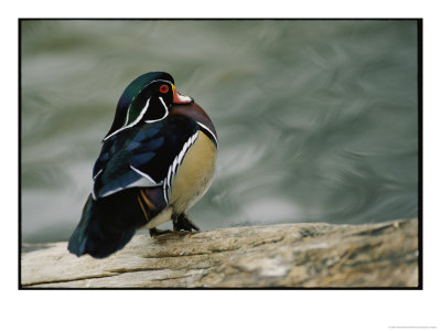 Mandarin Duck by Vlad Kharitonov Pricing Limited Edition Print image