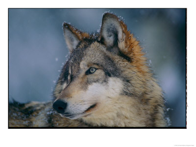 Gray Wolf At The International Wolf Center by Joel Sartore Pricing Limited Edition Print image