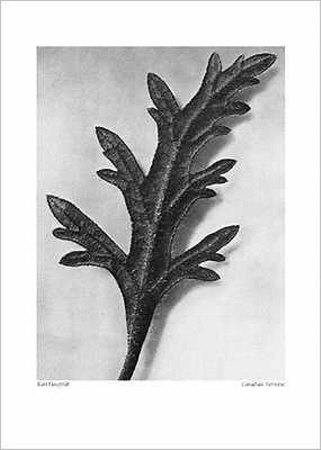 Canadian Verveine by Karl Blossfeldt Pricing Limited Edition Print image