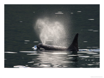 A Male Killer Whale Exhales Through His Blowhole In Johnstone Strait by Ralph Lee Hopkins Pricing Limited Edition Print image