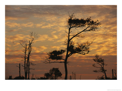 Twilight View Of Silhouetted Loblolly Pines On A Marsh Trail by Raymond Gehman Pricing Limited Edition Print image