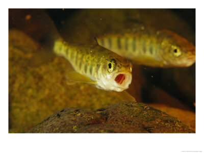 Atlantic Salmon Smolts by Paul Nicklen Pricing Limited Edition Print image