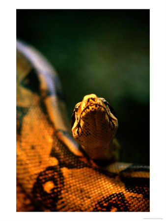 Close-Up Of An Eastern Indigo Snake (Drymarchon Corais), Costa Rica by Mark Newman Pricing Limited Edition Print image