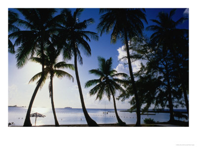 Coconut Trees On Beach, Nassau, Bahamas by Dennis Johnson Pricing Limited Edition Print image