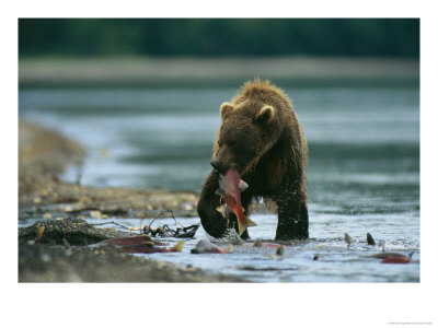 A Brown Bear With A Freshly Caught Salmon In Its Mouth by Klaus Nigge Pricing Limited Edition Print image