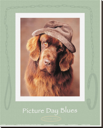 Picture Day Blues by Rachael Hale Pricing Limited Edition Print image