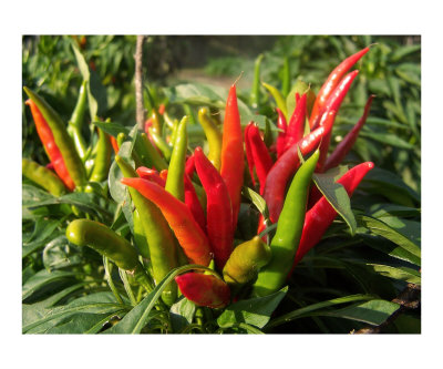 Peppers by James A Evans Pricing Limited Edition Print image