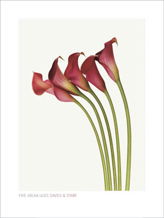 Five Arum Lilies by Davies & Starr Pricing Limited Edition Print image