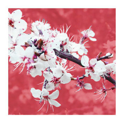 Blossom In Pink by Gail Mckenzie Pricing Limited Edition Print image