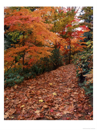 Washington Park Arboretum In Fall, Seattle, Wa by Mark Windom Pricing Limited Edition Print image