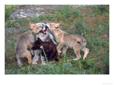 Gray Wolf And Pups by Lynn M. Stone Pricing Limited Edition Print image