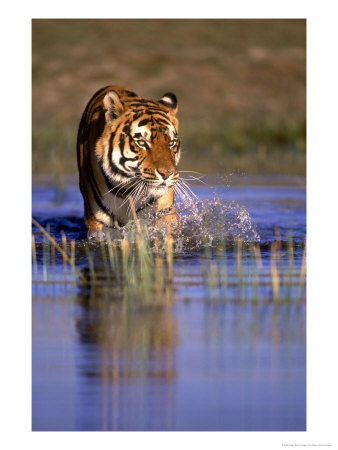 Captive Bengal Tiger, India by Stuart Westmoreland Pricing Limited Edition Print image