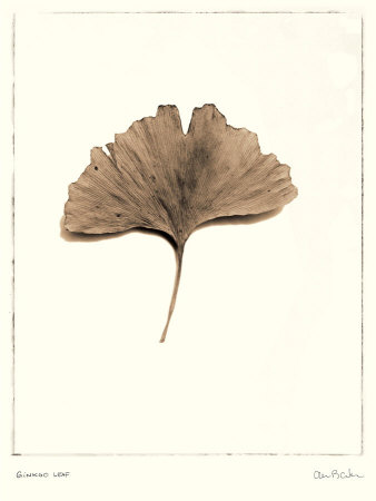 Ginkgo Leaf by Alan Blaustein Pricing Limited Edition Print image