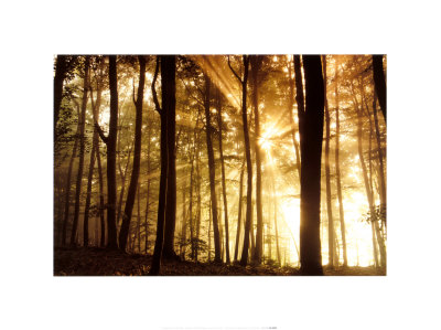 Forest Dawn by Frank Krahmer Pricing Limited Edition Print image