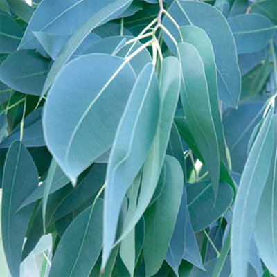 Eucalyptus Leaves by Jan Lens Pricing Limited Edition Print image