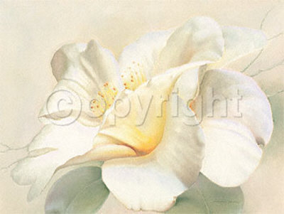 Camellia Noblessima by Annemarie Peter-Jaumann Pricing Limited Edition Print image