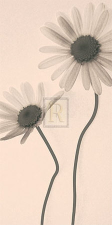 Marguerite Panel Ii by Katja Marzahn Pricing Limited Edition Print image