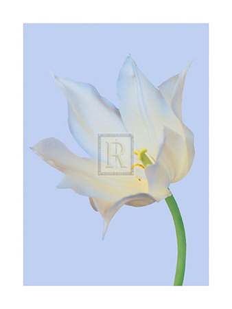Serene Tulip by Masao Ota Pricing Limited Edition Print image