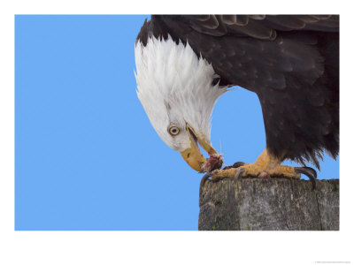 Bald Eagle Eating Fish, Alaska, Usa by Charles Sleicher Pricing Limited Edition Print image