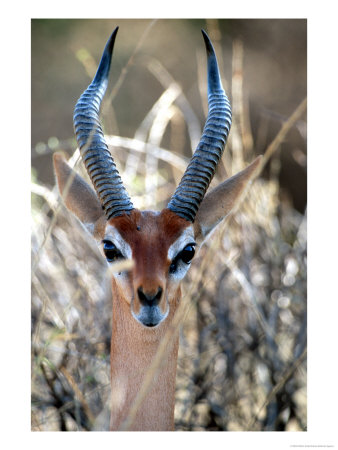 Male Gerenuki With Large Eyes And Curved Horns, Kenya by William Sutton Pricing Limited Edition Print image