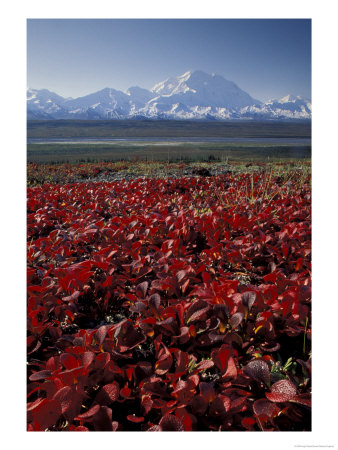Mt. Mckinley And Autumn Foliage, Denali National Park, Alaska, Usa by Hugh Rose Pricing Limited Edition Print image