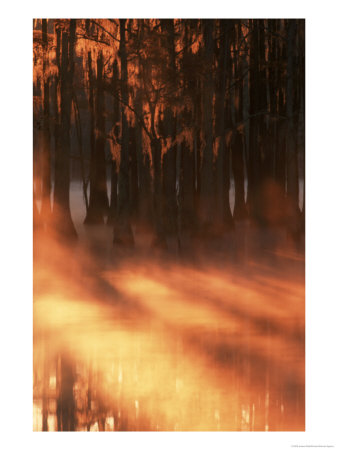 Cypress Trees In Fog At Sunrise, George Smith State Park, Georgia, Usa by Joanne Wells Pricing Limited Edition Print image