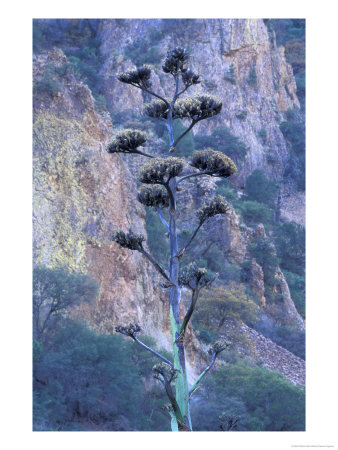 Agave, Century Plant, Big Bend National Park, Texas, Usa by William Sutton Pricing Limited Edition Print image