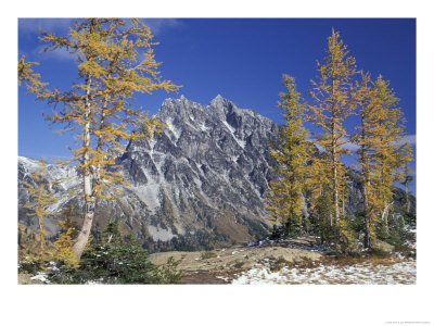 Mount Stuart With Golden Larch Trees, Mount Stuart Range, Washington, Usa by Jamie & Judy Wild Pricing Limited Edition Print image