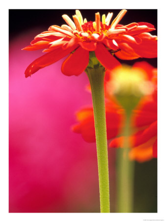 Zinnia, Seattle, Washington, Usa by Terry Eggers Pricing Limited Edition Print image
