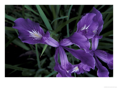 Wild Iris, Oregon Coast, Usa by Michele Westmorland Pricing Limited Edition Print image