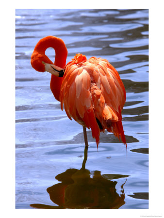 Flamingo In Water by Lisa S. Engelbrecht Pricing Limited Edition Print image