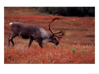 Bull Barren Ground Caribou And Colorful Tundra In Denali National Park, Alaska, Usa by Charles Sleicher Pricing Limited Edition Print image