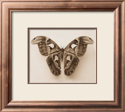Attacus Atlas by Raquel Edwards Pricing Limited Edition Print image