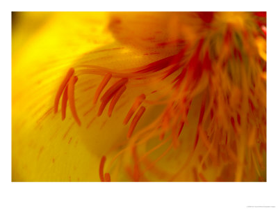 Close View Of Stamens And Pollen Inside A Flower by Raul Touzon Pricing Limited Edition Print image
