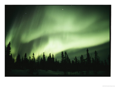 Green Curtain Of The Aurora Borealis Over An Evergreen Forest by Norbert Rosing Pricing Limited Edition Print image