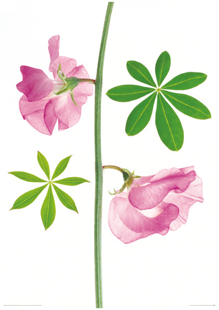 Sweet Pea & Lupin Leaves by Fleur Olby Pricing Limited Edition Print image