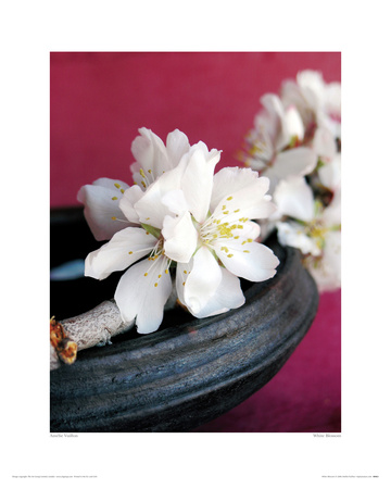 White Blossom by Amélie Vuillon Pricing Limited Edition Print image