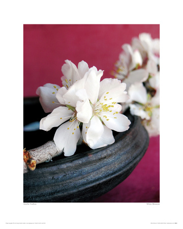 White Blossom by Amelie Vuillon Pricing Limited Edition Print image